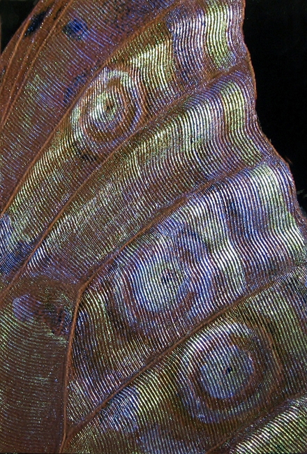 8. Eye of Beholder panel 5 A4-size